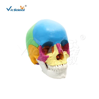 22 части цветной анатомической модели черепа