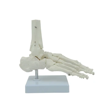 Дропшиппинг Гибкий 1:1 Модель анатомии стопы человека Модель скелета стопы в натуральную величину
